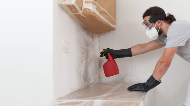Professional Attic Mold Removal technician working in Burlington, KY
