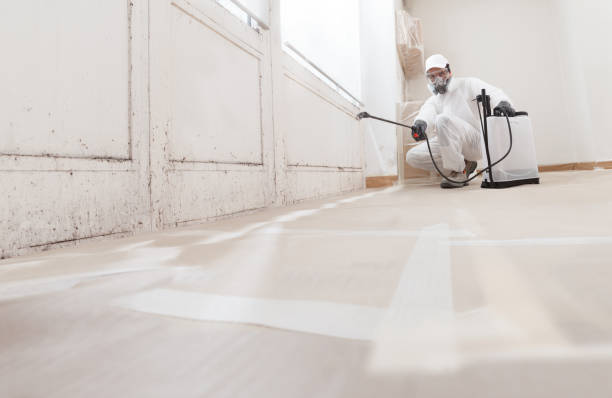 24/7 Emergency Attic Mold Removal experts in Burlington, KY